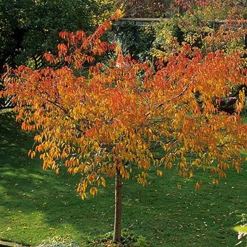 Acer Davidii Serpentine - Snakebark Maple
