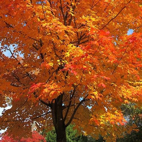 Acer Saccharum