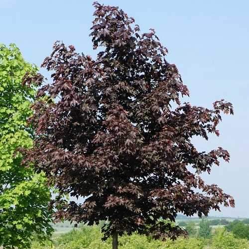 Acer Platanoides Royal Red