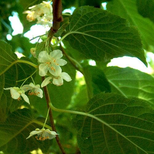 Actinidia Kolomikta