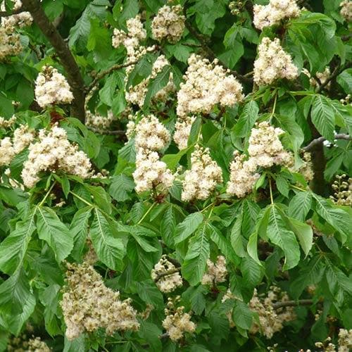 Aesculus Hippocastanum Baumannii