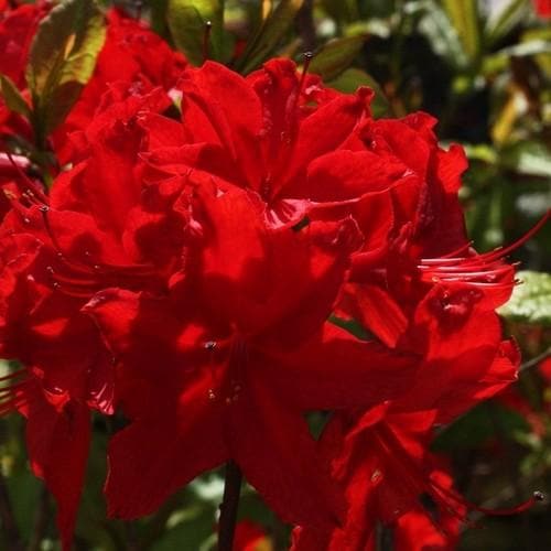 Azalea Mollis Nabucco