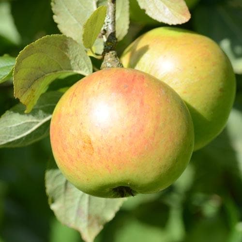 Apple Ballyvaughan Seedling