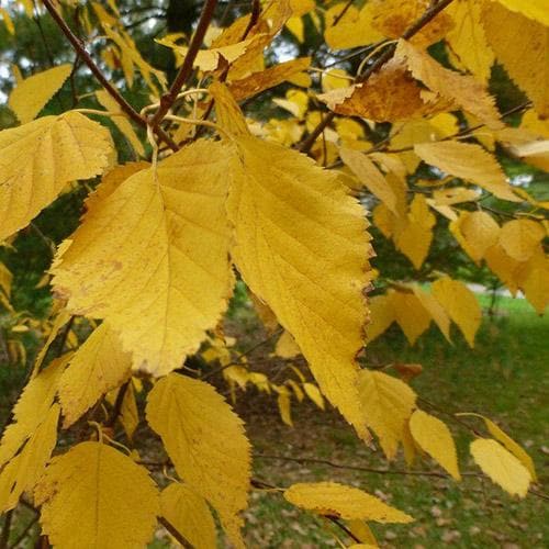 Betula Ermanii Holland