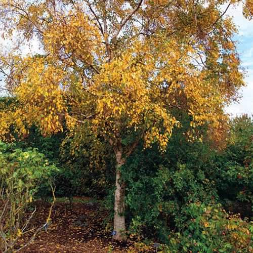 Betula Utilis Long Trunk
