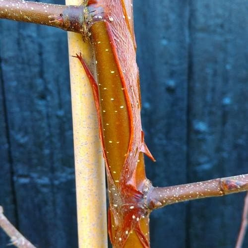 Betula Utilis Wakehurst Place Chocolate