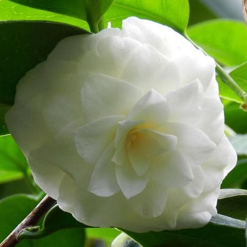 Camellia Mathotiana Alba