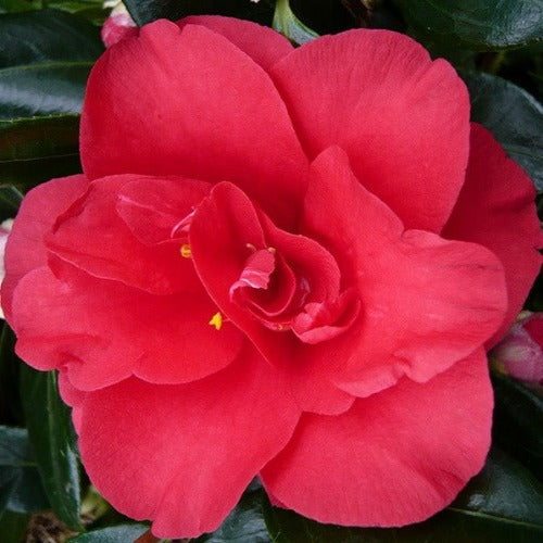 Camellia Japonica Midnight