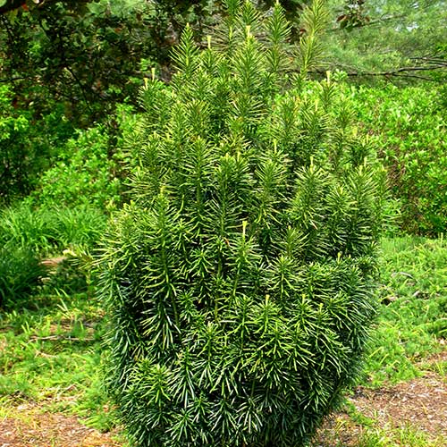 Cephalotaxus Harringtonia Fastigiata