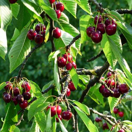 Cherry Morello
