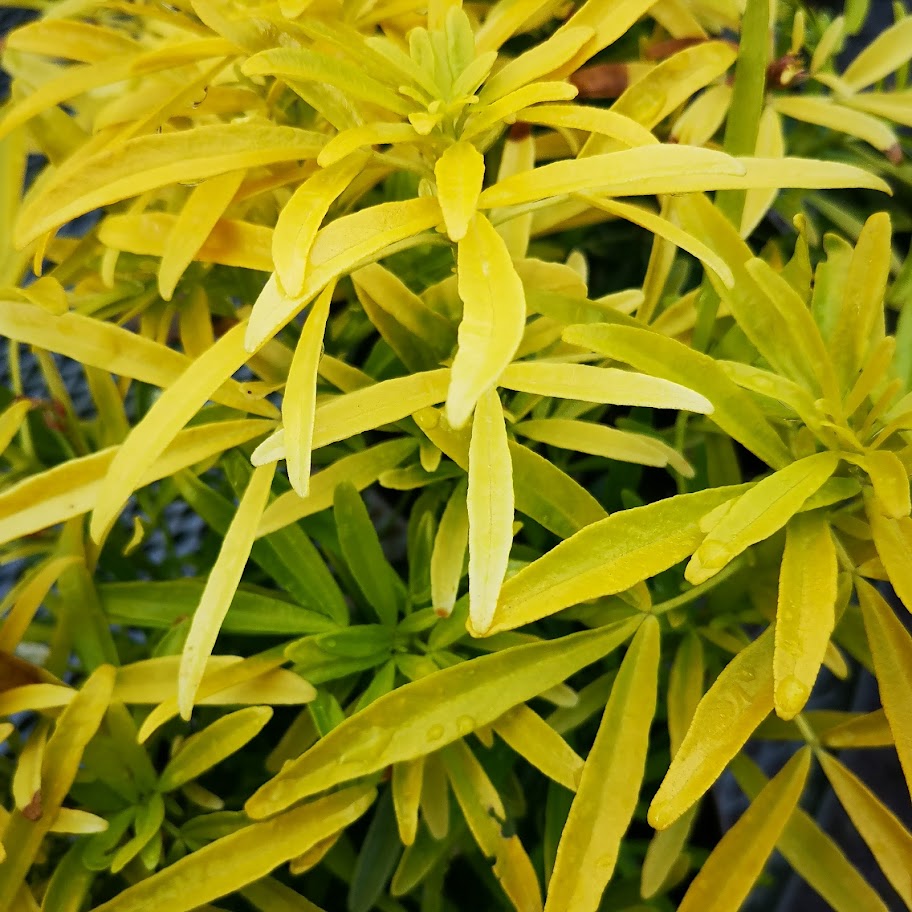 Choisya Ternata Gold Star