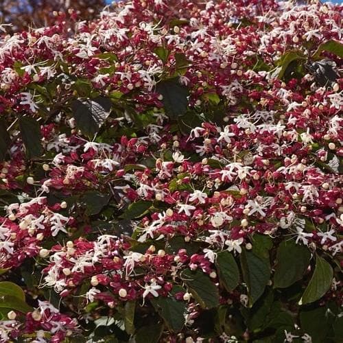 Clerodendrum Trichotomum Purple Blaze