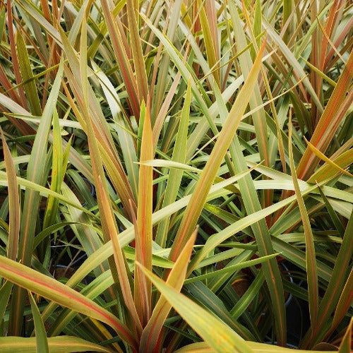Cordyline Australis Red Heart