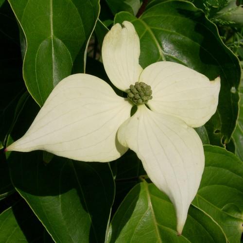Cornus Kousa John Slocock - Chinese Dogwood