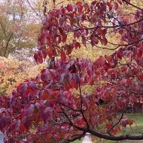 Cornus Florida Rubra