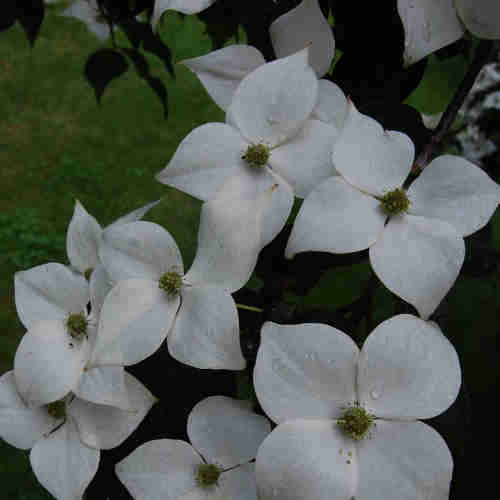 Cornus Kousa Var. Chinensis Claudia - Japanese Dogwood