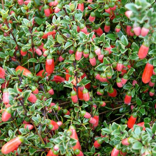 Correa Pulchella
