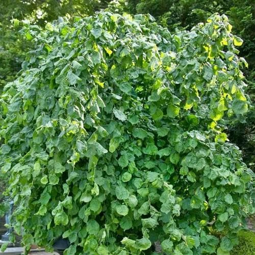 Corylus Avellana Scooter