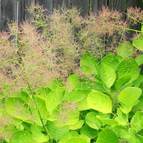 Cotinus Coggygria Golden Spirit