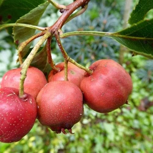 Crataegus Pinnatifida Big Ball