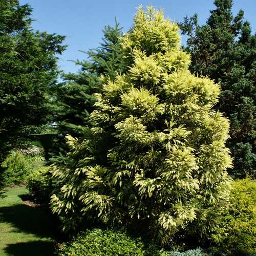 Cryptomeria Japonica Sekkan