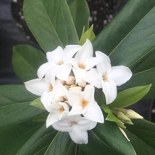 Daphne X Spring Herald
