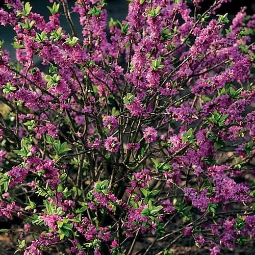 Daphne Mezereum Rubra