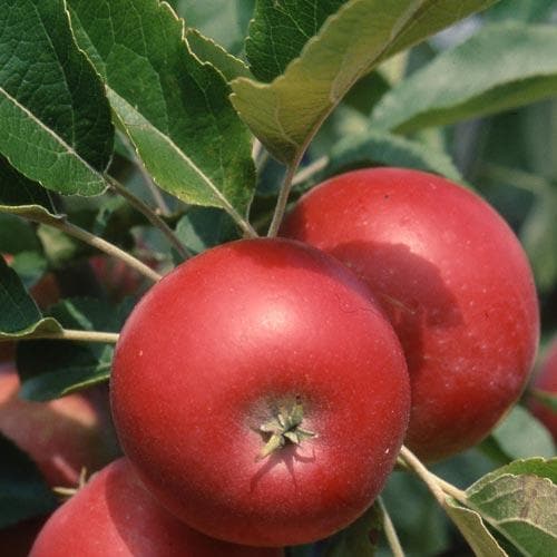 Apple Devonshire Quarrenden