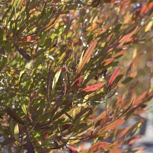 Dodonaea Viscosa Purpurea
