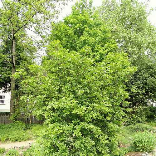Eucryphia Glutinosa