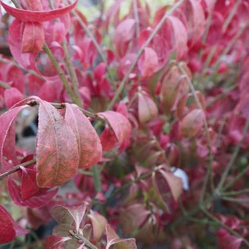 Euonymus Alatus Compacta