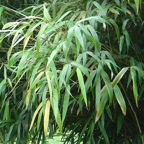 Fargesia Nitida Nymphenburg