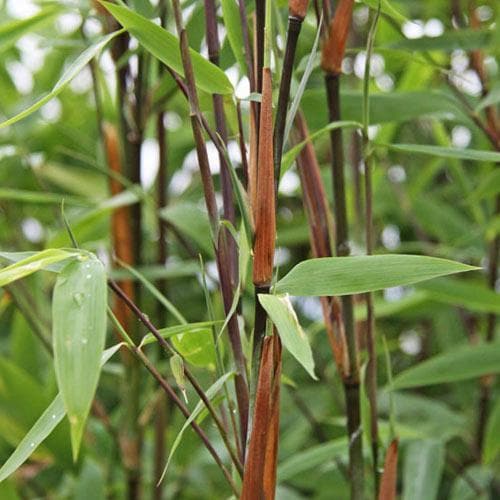 Fargesia Nitida Pillar – Future-Forests