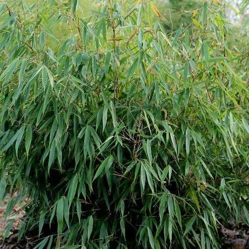 Fargesia Robusta Pingwu