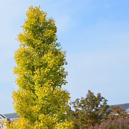 Ginkgo Biloba Blagon
