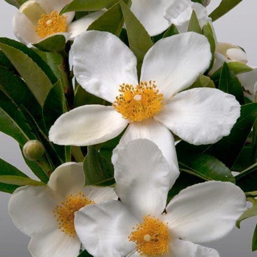 X Gordlinia Grandiflora