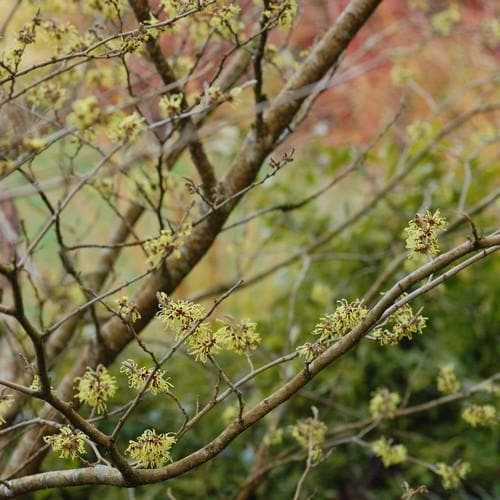 Hamamelis X Intermedia Pallida
