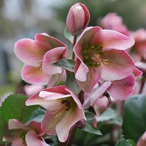Helleborus X Ericsmithii Angel Glow