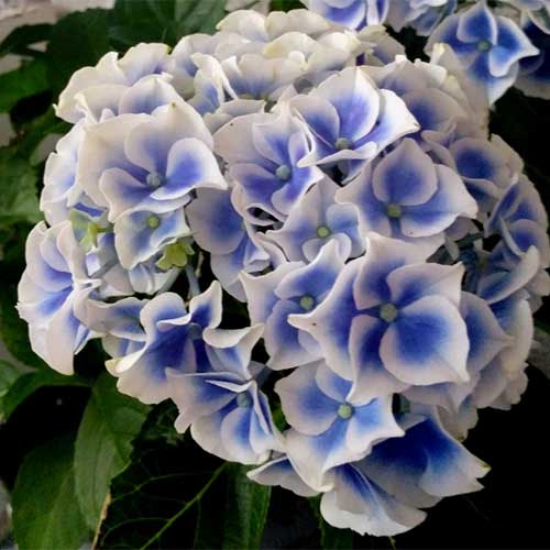 Hydrangea Macrophylla Tivoli