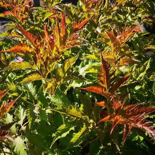 Sambucus Nigra Serenade