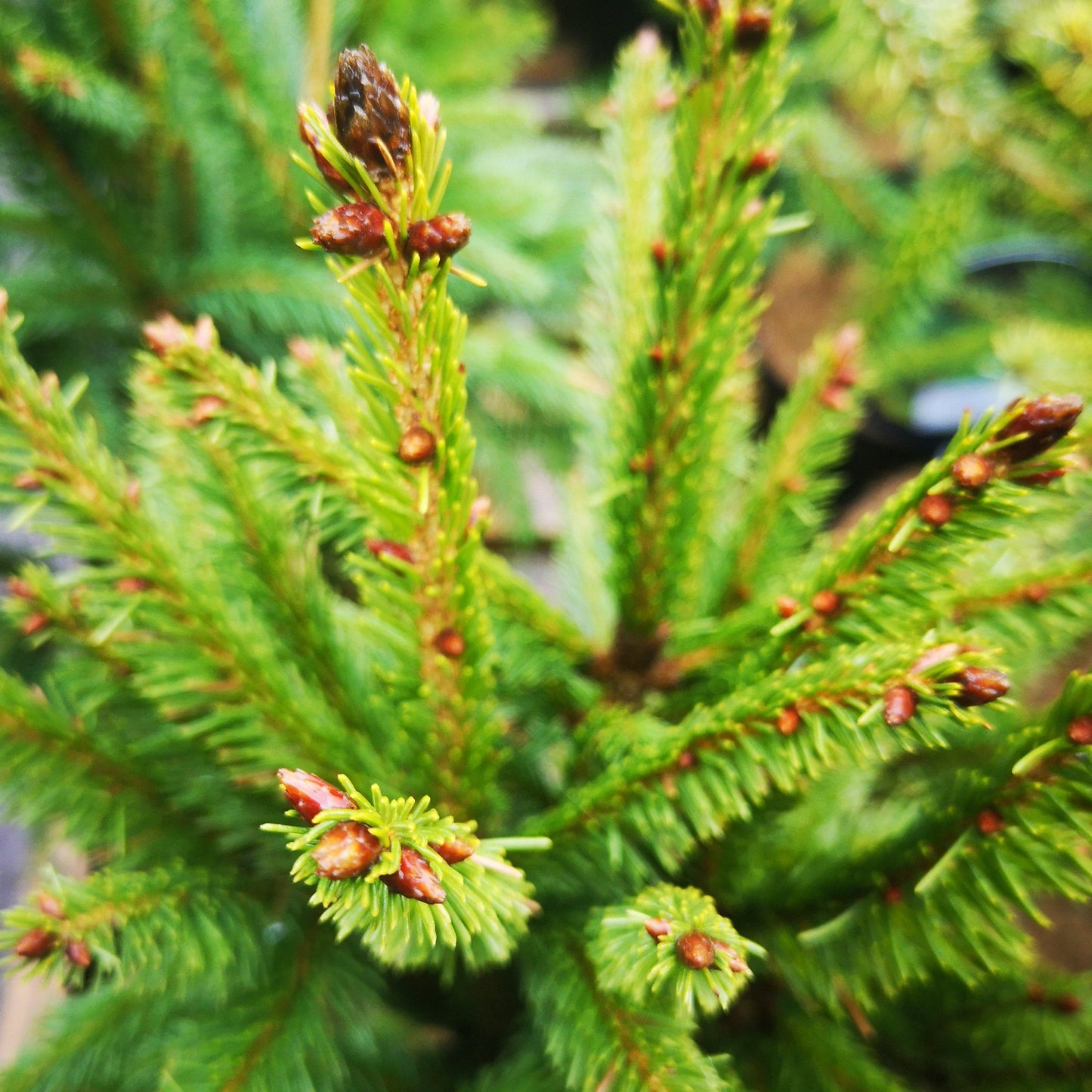 Picea Abies Cupressina