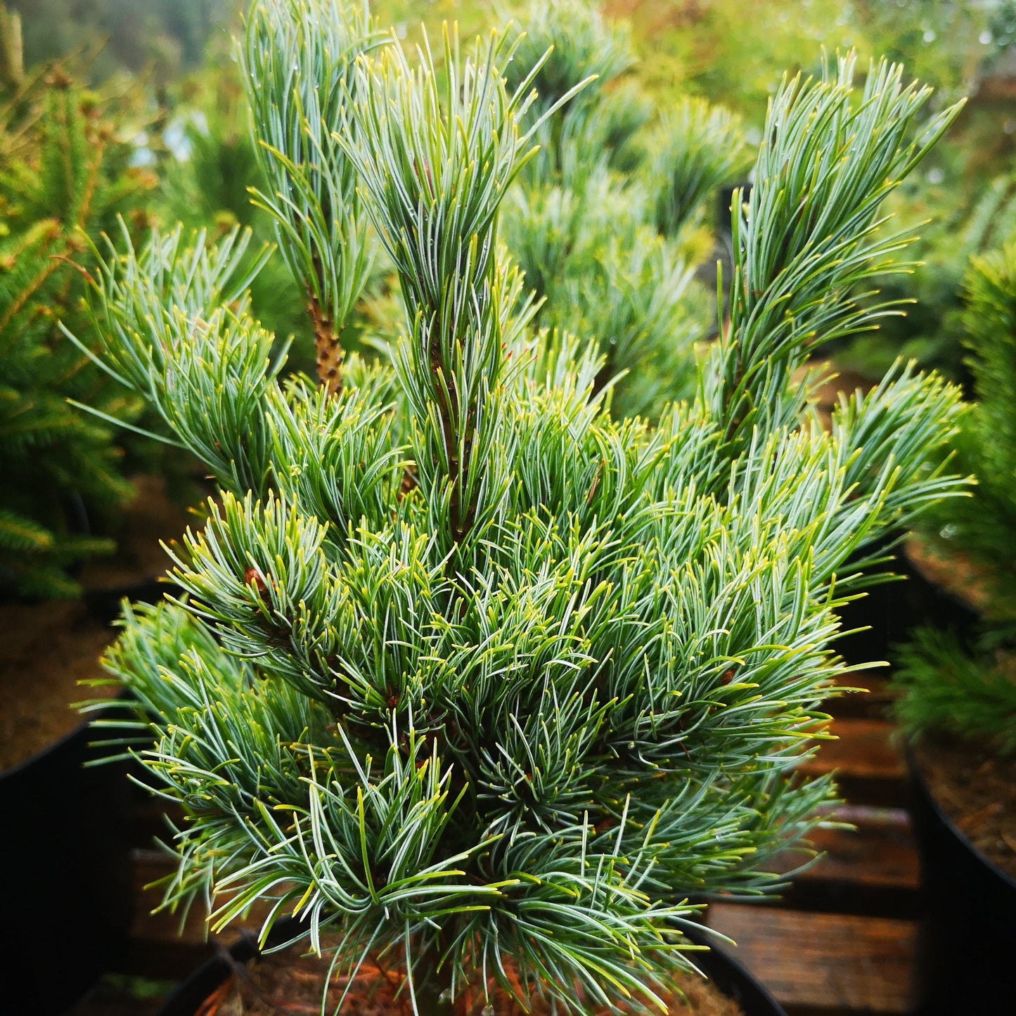 Pinus Parviflora Bergman