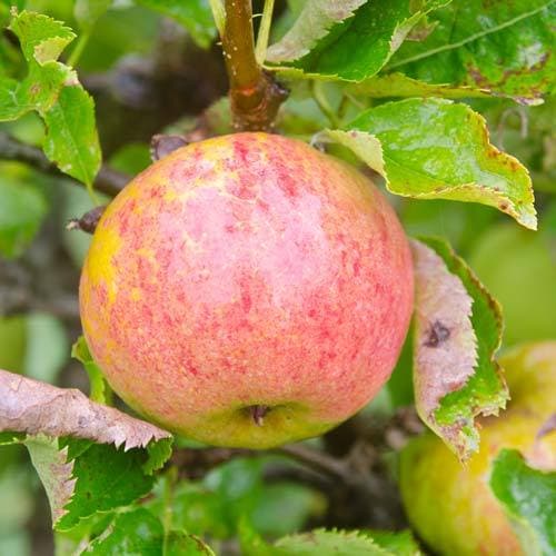 Apple James Grieve
