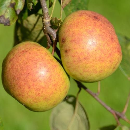 Apple Kilkenny Pearmain