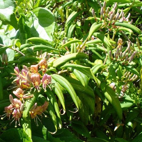Lonicera Henryi