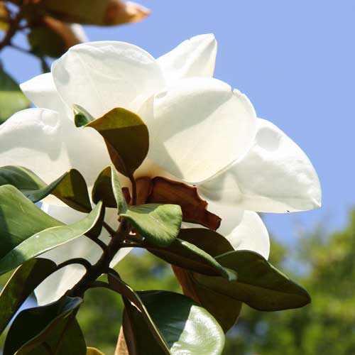 Magnolia X Soulangeana Lennei Alba