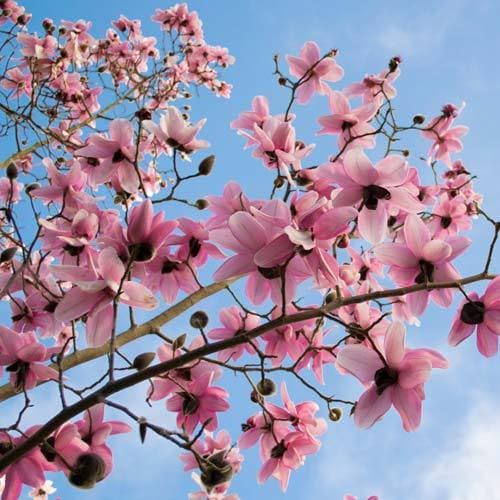 Magnolia Campbellii