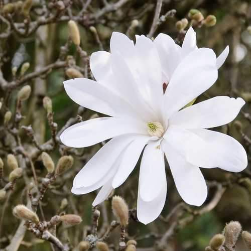 Magnolia Stellata