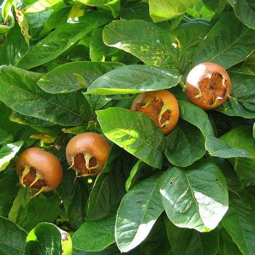 Medlar Brabant Giant