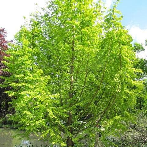Metasequoia Glyptrostroboides Gold Rush
